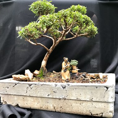 Bonsai