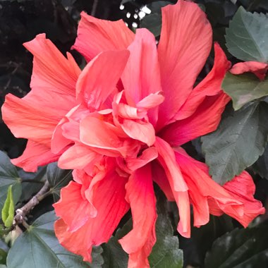 Tropical Hibiscus 'Apricot Brandy'