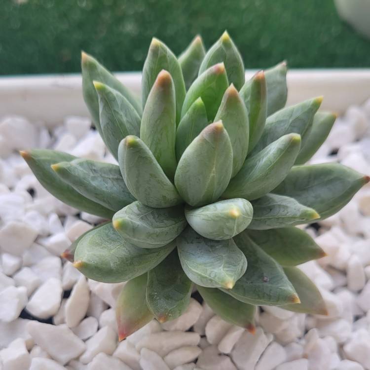 Plant image x Pachyveria Bea