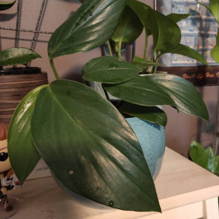 Plant image Epipremnum pinnatum  syn. Monstera pinnata, Philodendron pinnatum, Pothos pinnatus, Rhaphidophora pinnata, Scindapsus pinnatus