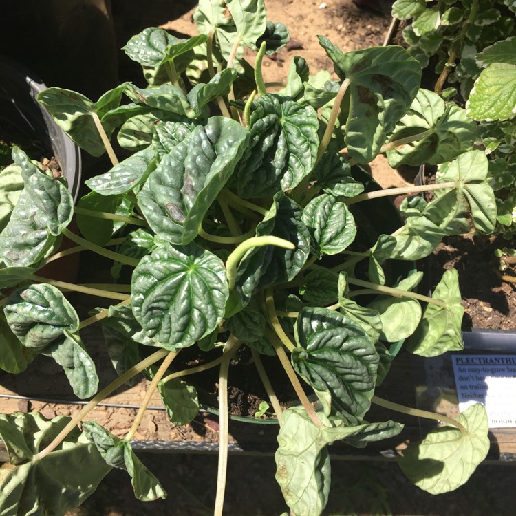 Plant image Peperomia caperata 'Emerald Ripple'