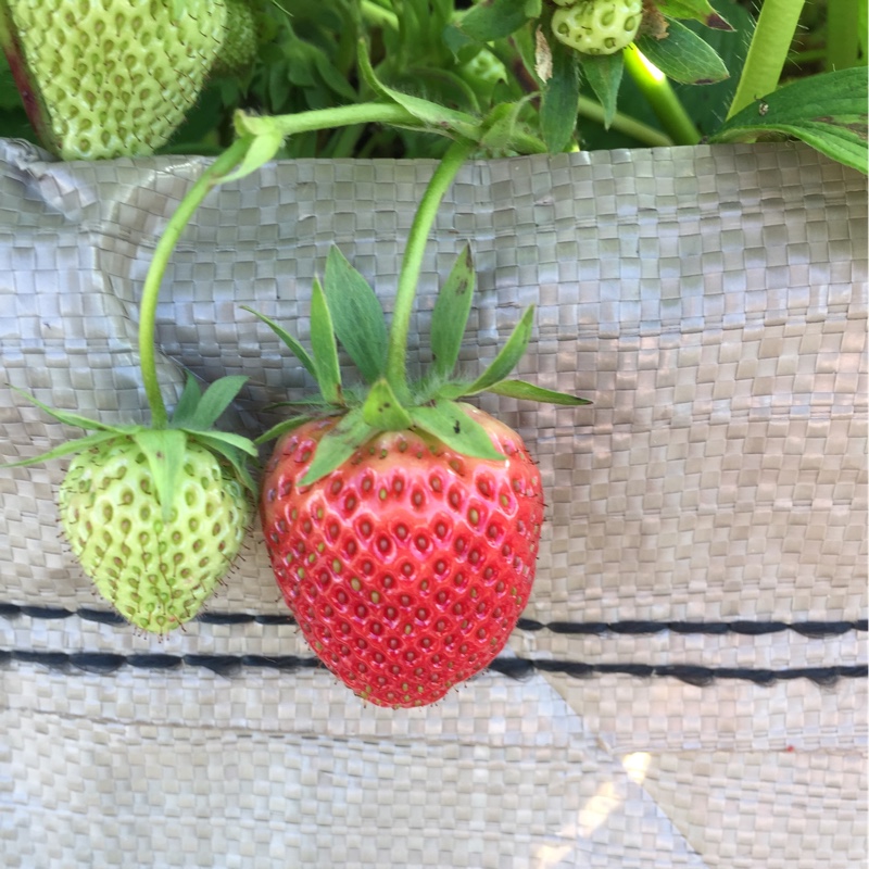 Plant image Fragaria x ananassa 'Elsanta'