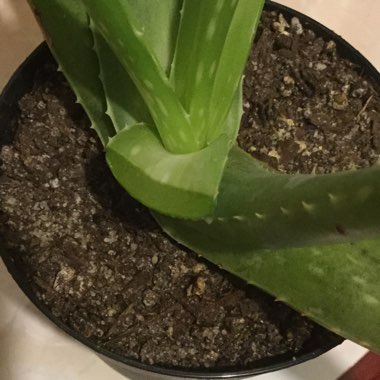 Aloe