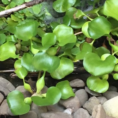 Eichhornia crassipes