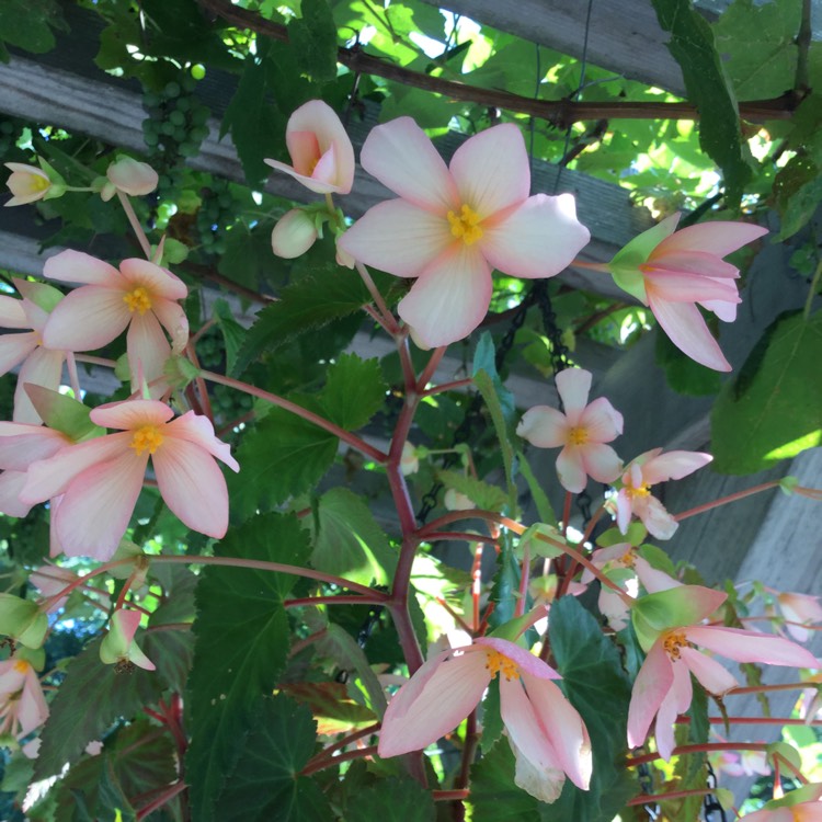 Plant image Begonia 'Yagance' (Million Kisses Series) syn. Begonia 'Million Kisses Elegance'