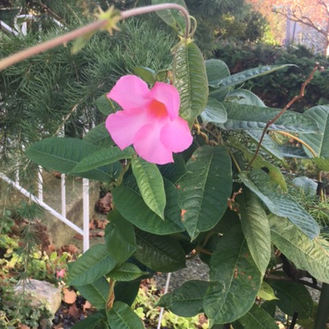 Plant image Mandevilla x amabilis 'Alice du Pont'