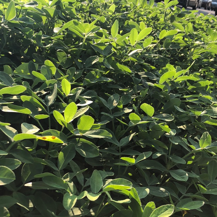 Plant image Arachis hypogaea