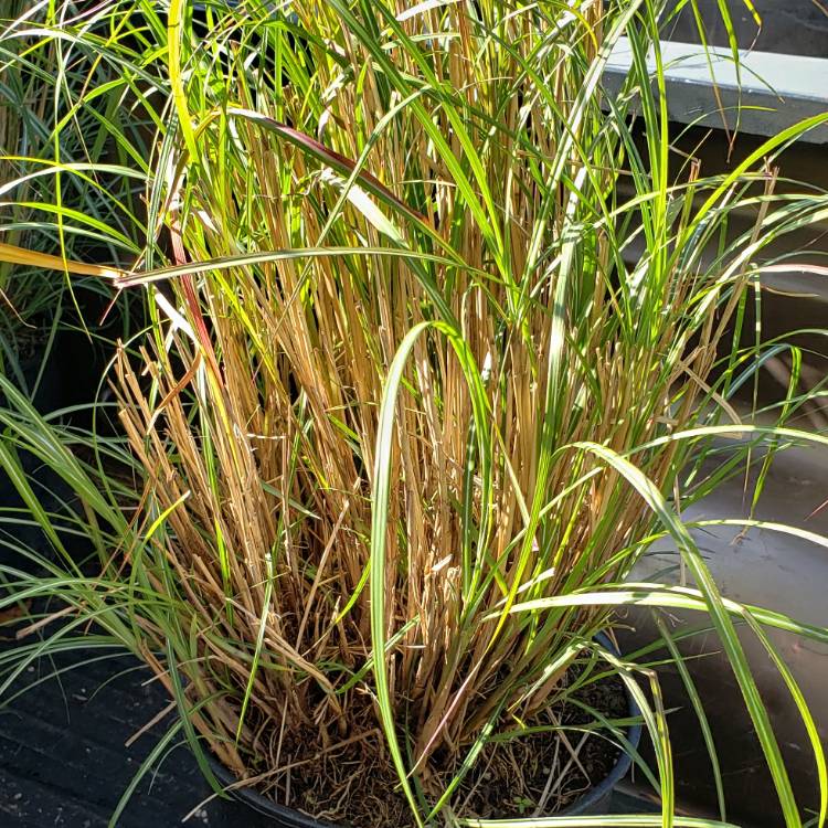 Plant image Miscanthus sinensis 'Adagio'