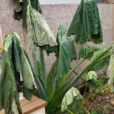 Colocasia esculenta  syn. Colocasia antiquorum