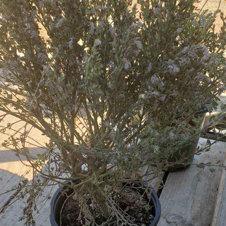 Plant image Cytisus racemosus syn. Genista racemosa