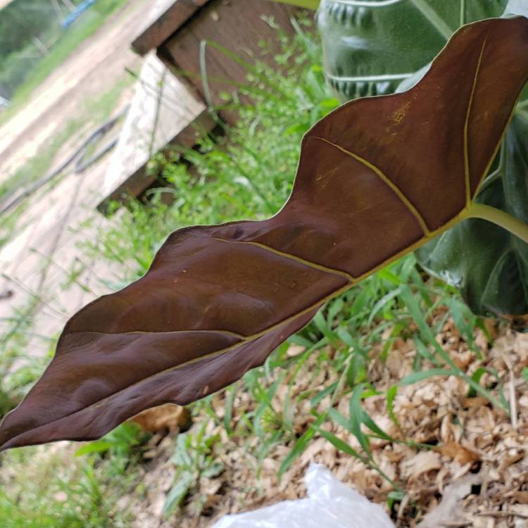 Plant image Bergenia purpurascens