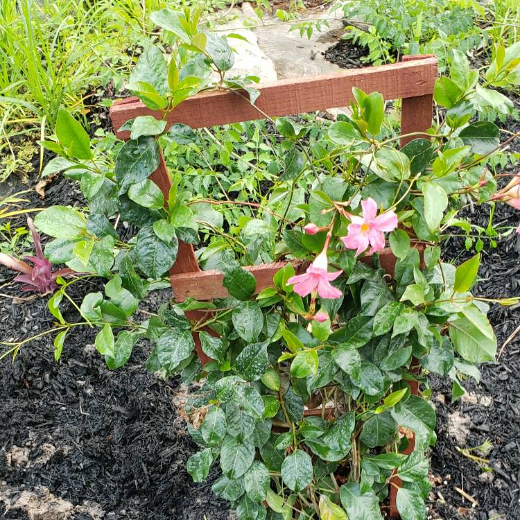 Plant image Mandevilla 'Sunmandecos' syn. Mandevilla 'Sun Parasol Giant Pink', Mandevilla 'Sundaville Cosmos Pink'