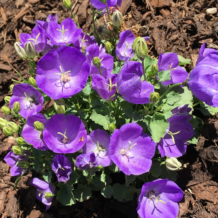 Plant image Campanula carpatica 'Jewel'