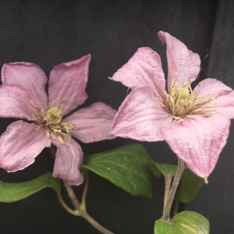 Plant image Clematis 'Comtesse De Bouchaud'