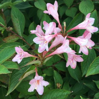 Weigela 'Venusta'