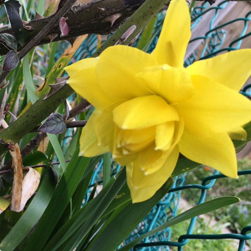 Plant image Narcissus 'Golden Ducat'