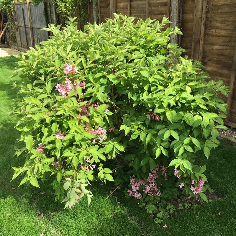 Weigela florida var. venusta