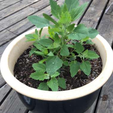 Lambs Quarters