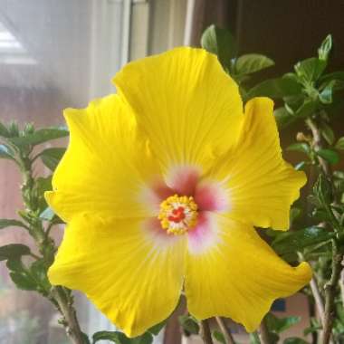 Tropical Hibiscus