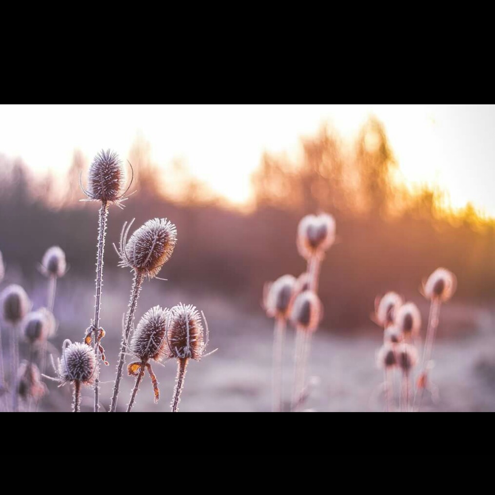 Dipsacus fullonum syn. Dipsacus sylvestris