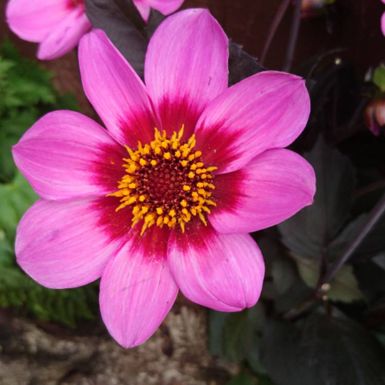 Plant image Dahlia 'Happy Single™ Wink'