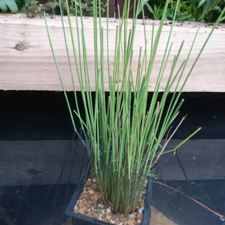 Plant image Juncus Inflexus