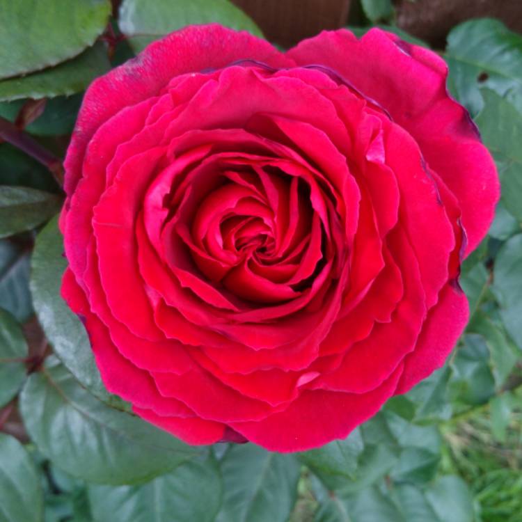 Plant image Rosa 'Scarlet Queen Elizabeth'