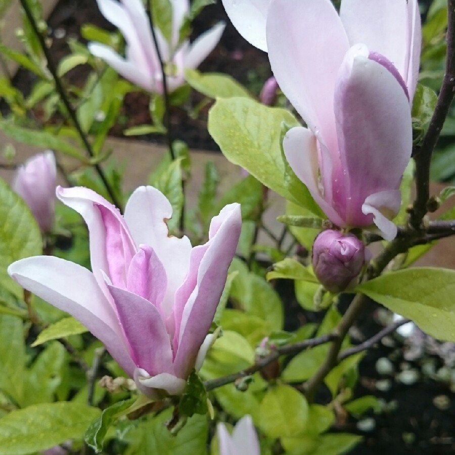 Plant image Magnolia liliiflora x stellata