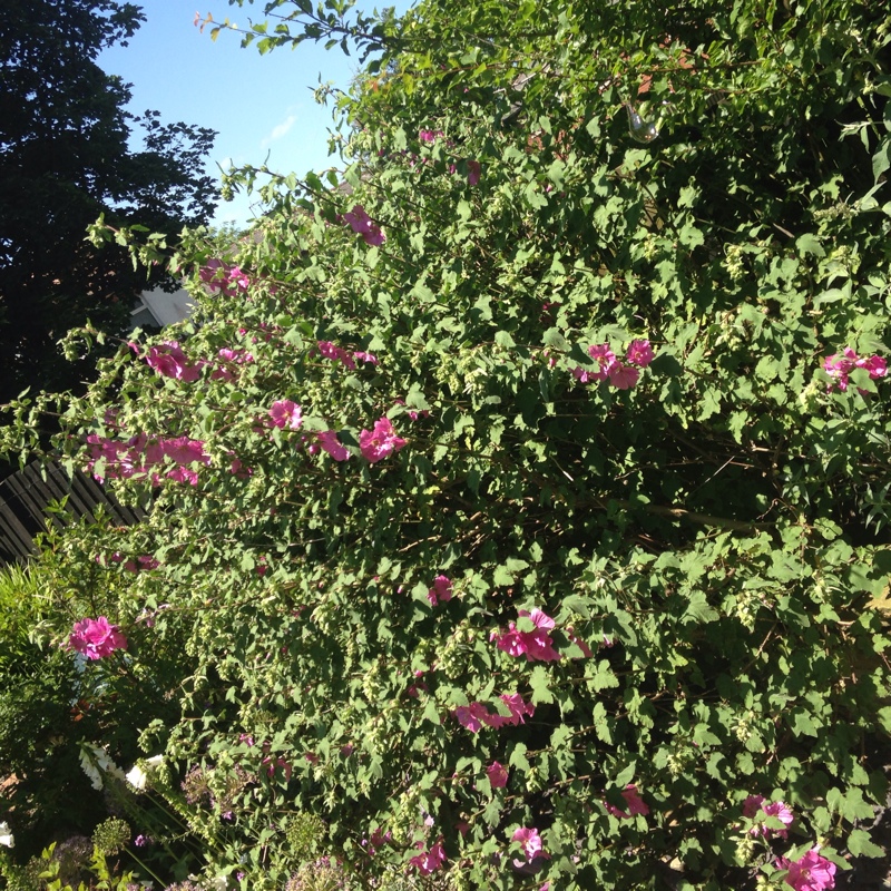 Plant image Malva Sylvestris 'Magic Hollyhock'