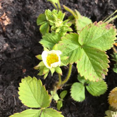 Fragaria x ananassa