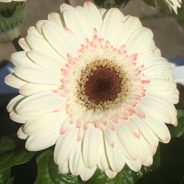 Gerbera Daisy