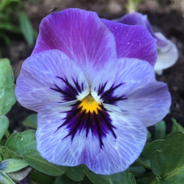 Pansy