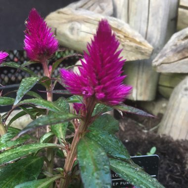 Cockscomb 'Spiky Purple'