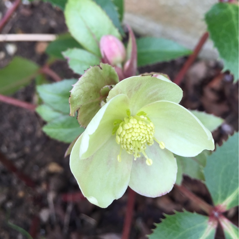 Plant image Helleborus orientalis