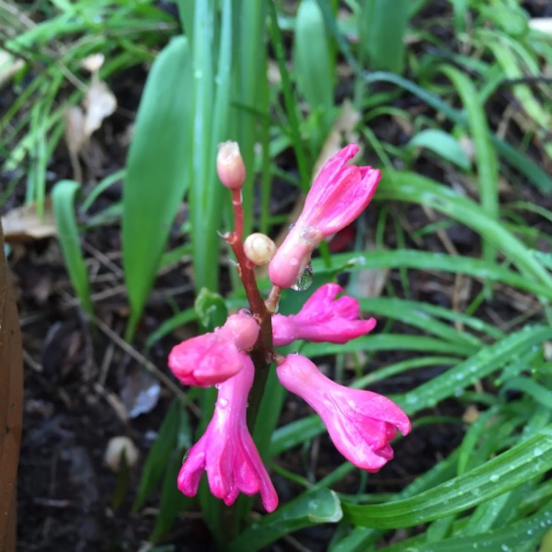 Plant image Hyacinthus orientalis var. albulus