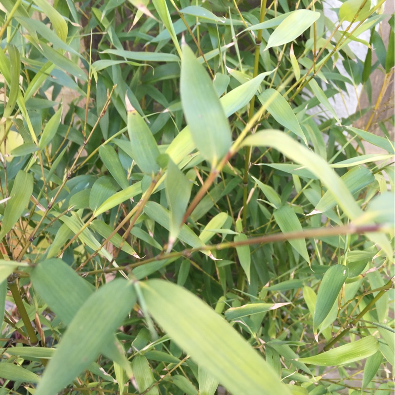 Plant image Phyllostachys aurea 'Albovariegata'