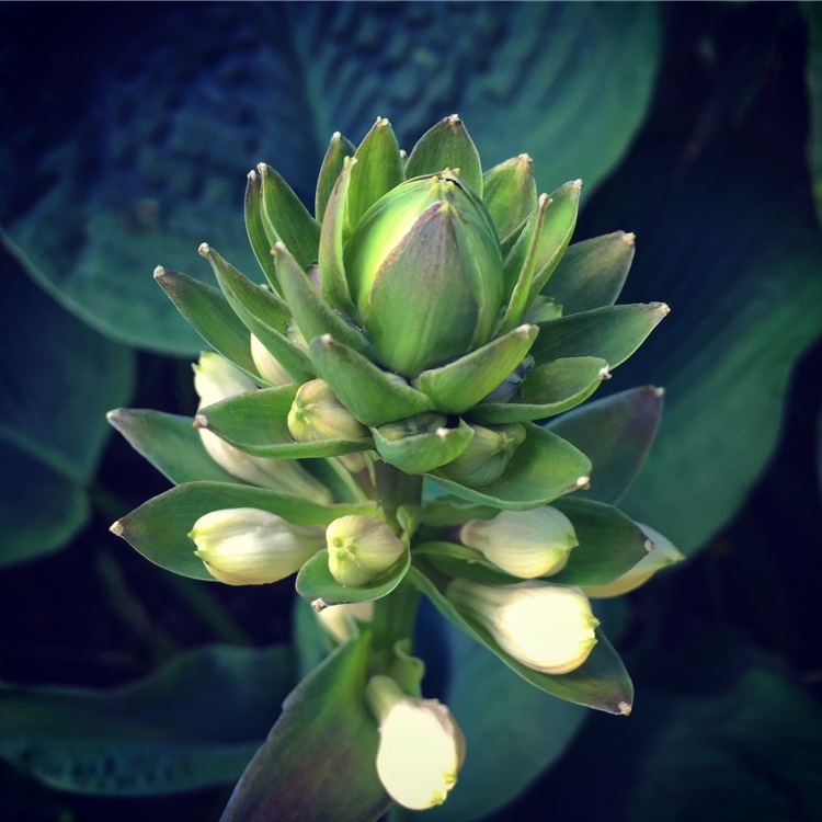 Plant image Hosta 'Bressingham Blue'