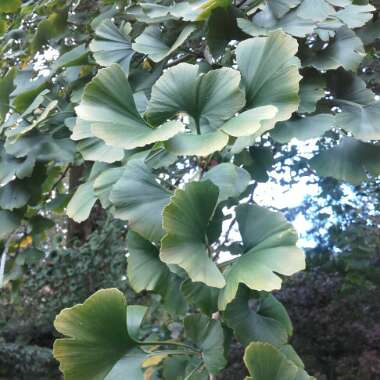 Ginkgo biloba