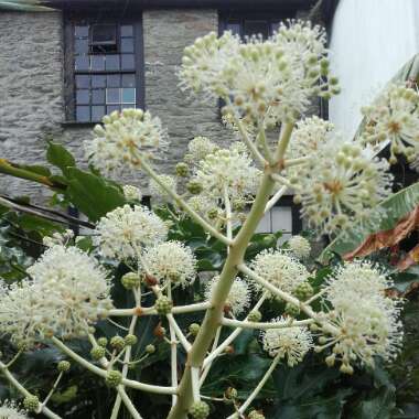 Fatsia japonica  syn. Aralia japonica