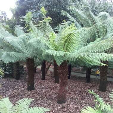 Dicksonia antarctica