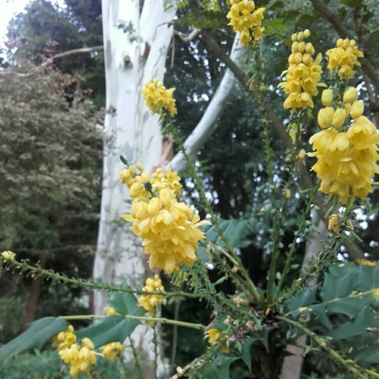 Plant image Mahonia eurybracteata subsp. ganpinensis 'Soft Caress'