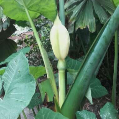 Alocasia macrorrhizos