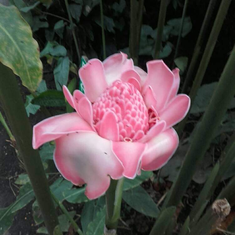 Plant image Etlingera elatior