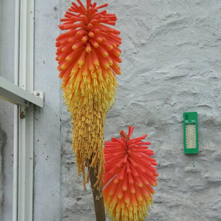 Plant image Kniphofia x praecox