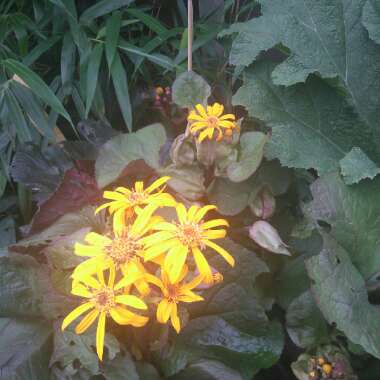 Leopard Plant