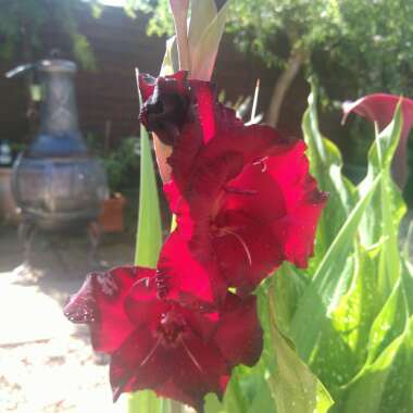 Gladioli