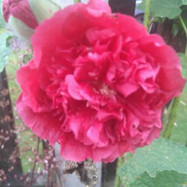 Hollyhock 'Chater's Double Group Red'