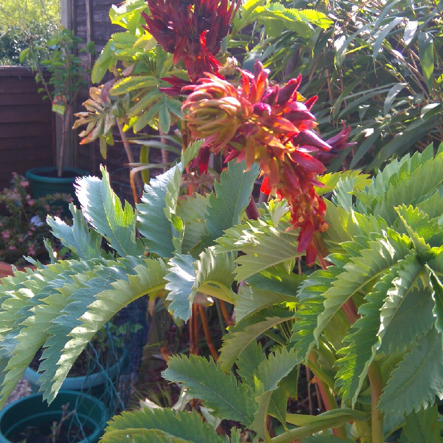 Plant image Melianthus major 'Purple Haze'