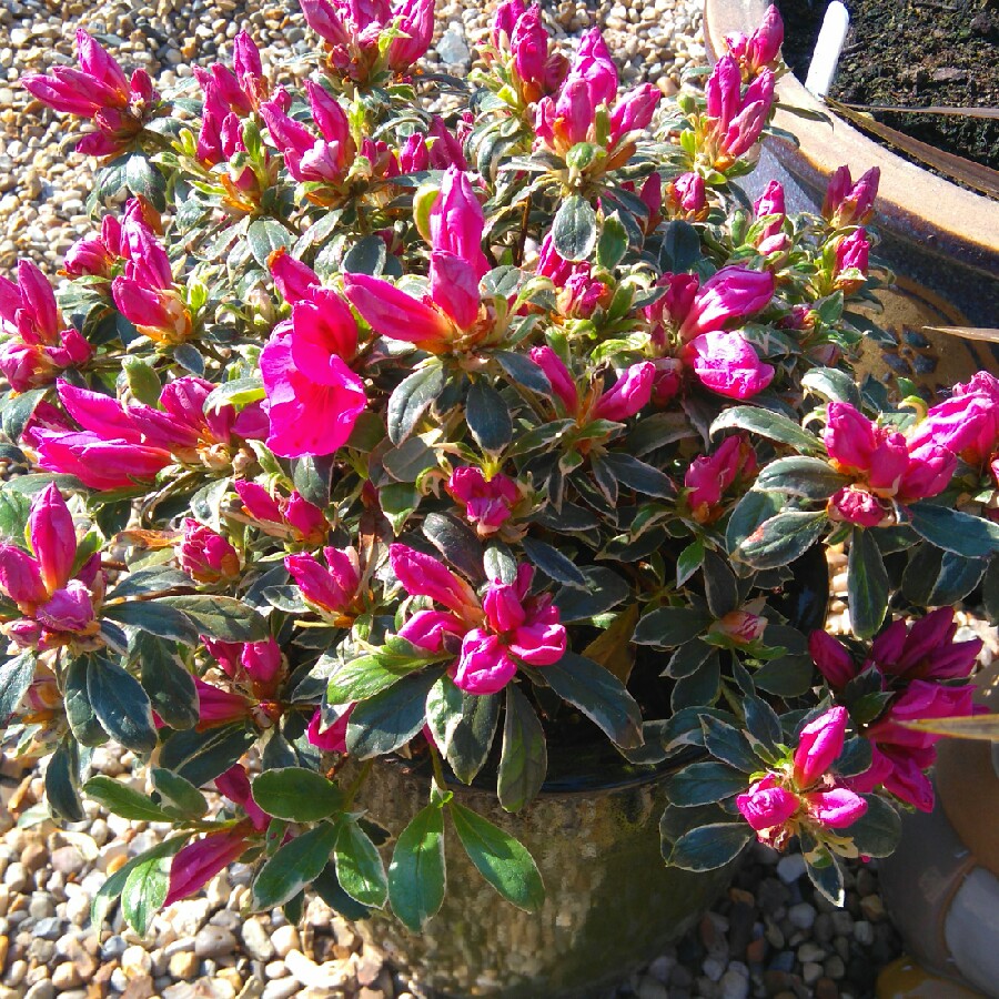 Plant image Rhododendron japonica 'Silver Queen'