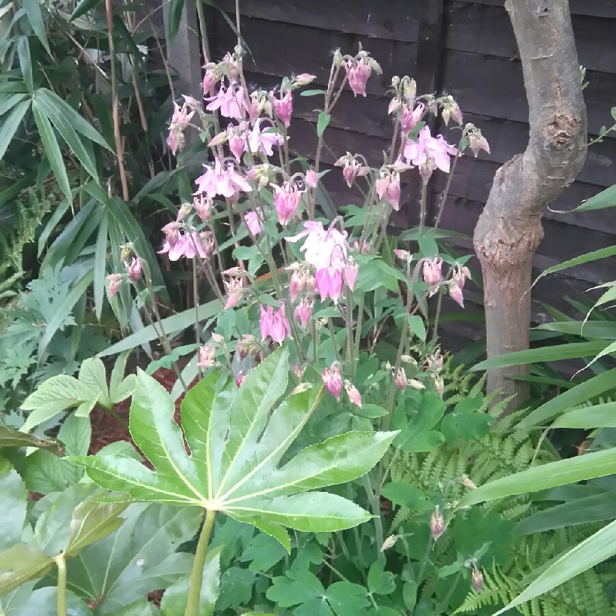 Plant image Aquilegia 'Rose Ivory'